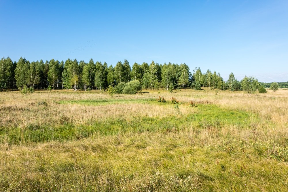 Rural,Landscape,With,Meadow,And,Forest,,Sunny,Summer,Day