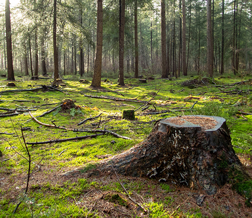 Natuurbegraafplaats in Geldermalsen
