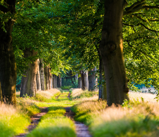 Natuurbegrafenis in Brummen
